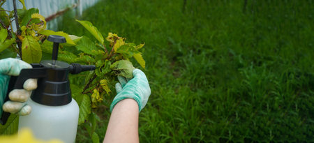 Insecticide treatment of a colony of aphids on a cherry tree. Fruit trees treatment from parasites attack. Garden problems and solutions. Closeup.の写真素材