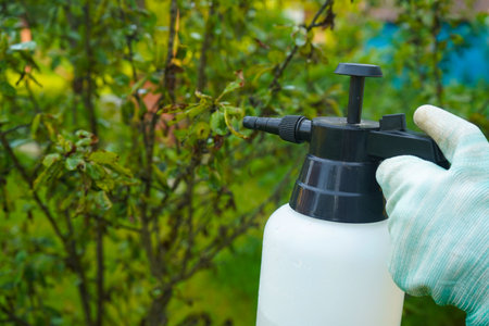 Gardener sprinkles young plum tree from pests and diseases with bottle sprayer. Close up.の写真素材