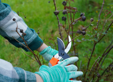 Closeup of gardeners hand in protective gloves with garden pruner making spring pruning of rose bush