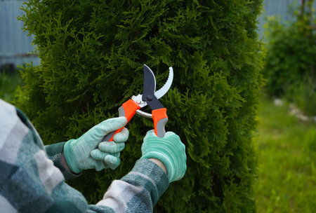 A close-up of the hands of a gardener in a green plaid shirt, who is pruning dry yellow branches of...