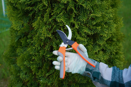 The snip of the pruner is audible as hands from a green flannel shirt expertly remove the unsightly,...