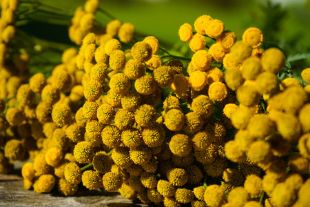 Tanacetum vulgare in the green summer meadow. Wildflowers tansy yellow background. Yellow flowers close up. Tanacetum vulgare common tansy is a medical herb.の写真素材