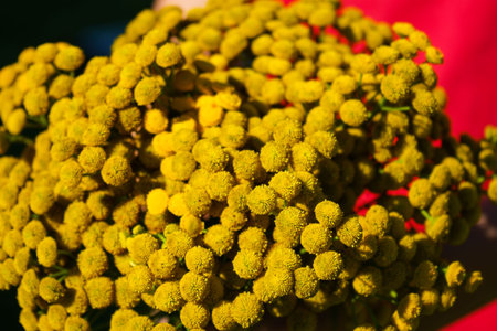 Tanacetum vulgare in the green summer meadow. Wildflowers tansy yellow background. Yellow flowers close up. Tanacetum vulgare common tansy is a medical herb.の写真素材