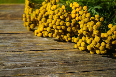 The therapeutic herb Tanacetum, an alternative herbal remedy, photographed on a wooden background to provide area for wording.の写真素材