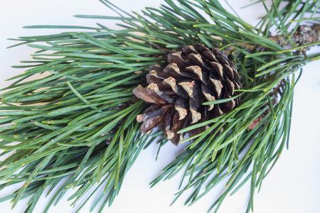 pine branches New Year background ball cones