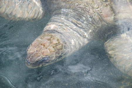 turtle