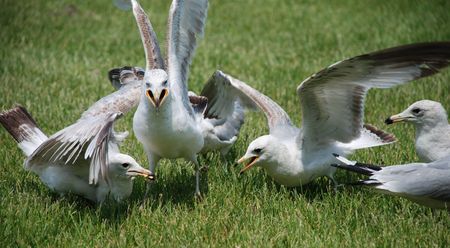 sea gulls fightingの写真素材