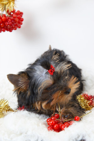 The puppy of the yorkshire terrier gnaws a branch of a guelder-roseの写真素材