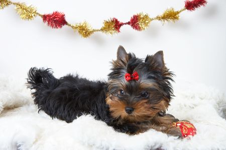  The puppy of the yorkshire terrier の写真素材