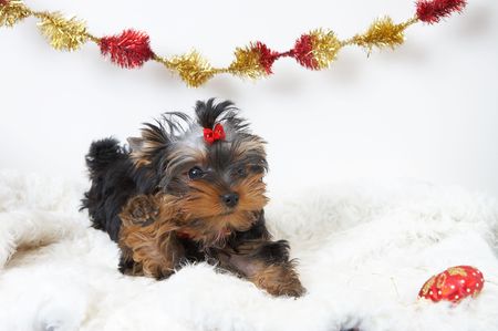 The puppy of the yorkshire terrier の写真素材