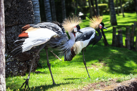 Balearica pavonina  or Crowned Crane in Loro park, Tenerife, Spainの写真素材