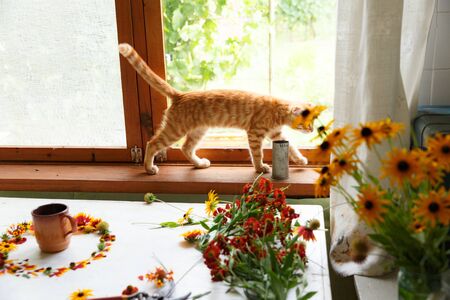 ginger Scottish Fold kitten walks on teh florists table among flowers prepared for a bouquet composition. Flower composition on a wooden white background. Yellow, red, orange flowersの写真素材