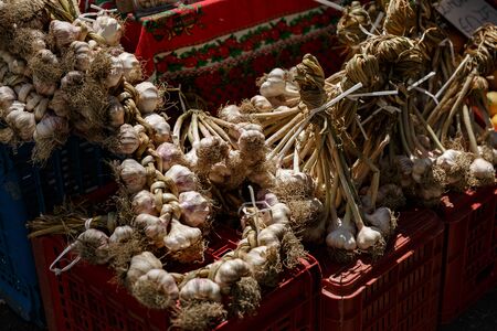 bunch of Garlic on the counter of the vegetable market. Close-up and top view of fresh vegetables on store shelves. Ingredients for salads and light snacks. Harvest from the farmの写真素材