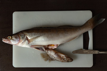 Predatory freshwater perch on a cutting board, swallowed fish sticking out of its belly
