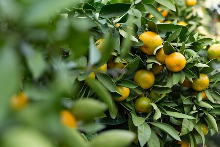 dwarf tangerine tree dotted with ripe fruit, autumn dayの写真素材