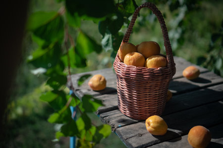 rattan basket with ripe apricots on wooden table under the apricot tree close upの写真素材