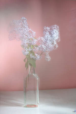 bunch lilac in little bottle vase on the table, pink background. Gentle moireの写真素材