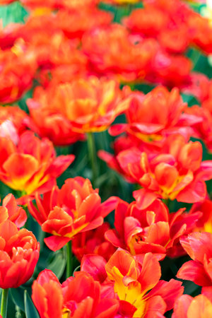 background of beautiful scarlet tulips in bloomの写真素材