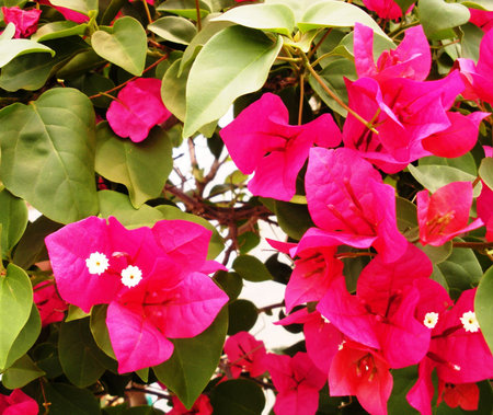Bougainvillea plant
