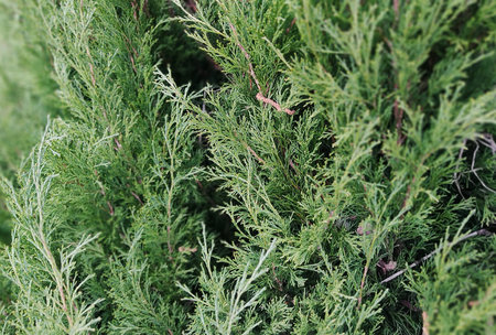 Juniper. Texture for your design. Spruce green background.