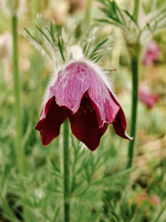 Close up of a single drooping dark red purple pulsitilla flower