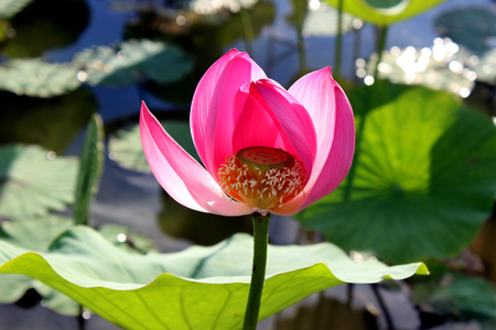 beautiful lotus flower on a hot Sunny dayの写真素材