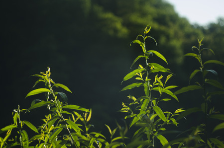 leavesの写真素材