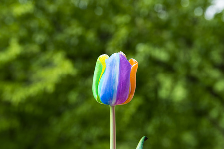 Tulip with multi-colored petals photographed in a garden in the spring.の写真素材