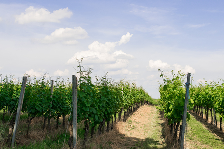 Landscape of vineyard in the sun day. Summer nature background.の写真素材