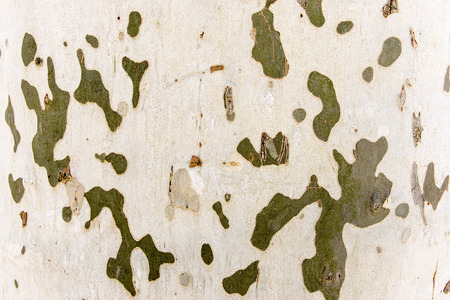 Natural tree bark with embossed texture. The green moss.の写真素材