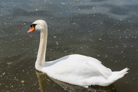 White big swan swimming on the dirty lake. Tragic summer picture.の写真素材