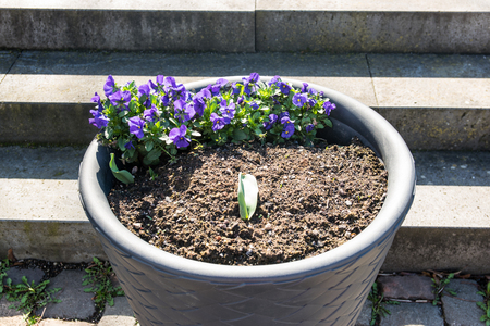 Purple flowers in big pot near with the lagger. Beautiful street decor in sun spring day.の写真素材