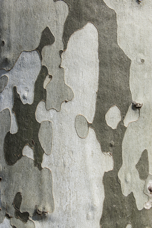 Natural dry tree bark with beautiful embossed texture. The green moss.の写真素材