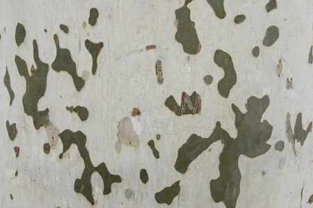 Natural dry tree bark with beautiful embossed texture. The green moss.の写真素材
