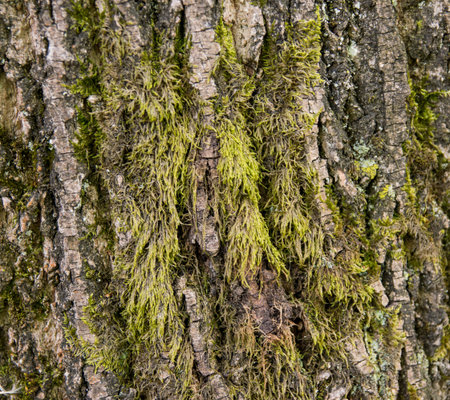 Natural green tree bark with embossed texture. The green moss.