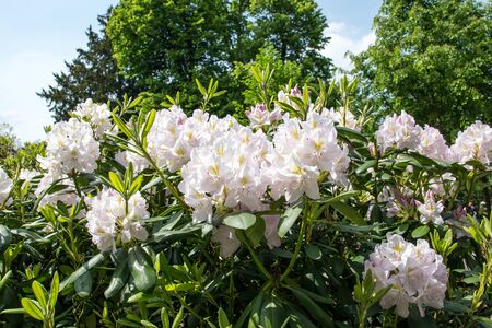 White flowers with green leaves in big summer garden with trees in sunny day.の写真素材