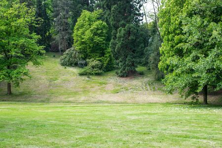Green beautiful forest with much trees in summer season and sunny weather.の写真素材