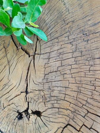 Natural dry tree trunk with beautiful embossed texture and green leaves.の写真素材