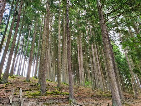 Beautiful green forest with trees and roots of the trees in summer day. Nature green wood sunlight background.の写真素材