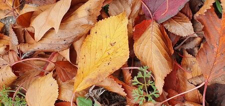 Much red, yellow, green leaves on the earth in a forest. Autumn background.の写真素材
