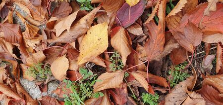 Beautiful autumn landscape. Much yellow, red and green leaves in a forest. Foliage background.の写真素材