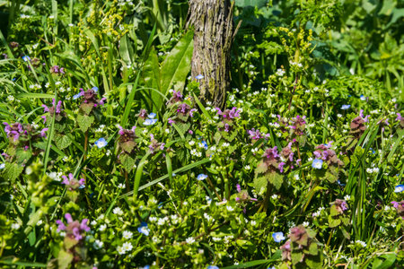 Spring violet, pink, blue and white flowers in sunny day in green garden. Nature background.