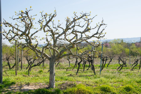 Big tree and landscape of vineyard with much empty grapes trees and green gras with flowers in the...