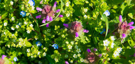 Spring violet, pink, blue, white flowers and grass in sunny day in green garden. Nature background.の写真素材