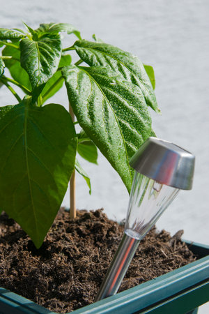 Solar battery light with green leaves of the wild paprika bush in spring garden.の写真素材