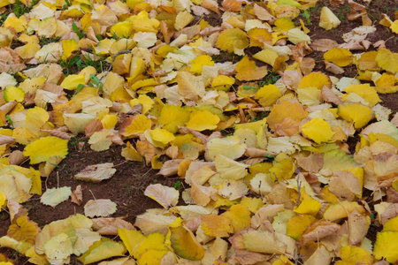 Yellow leaves on the earth in autumn forest. Nature colorful background.