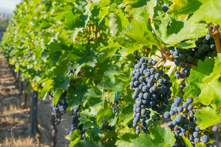 Vineyards in summer harvest. Large bunches of red wine grapes in sunny weather.