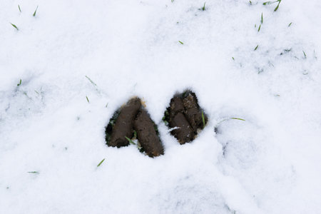 Big dog excrement in the snow in the garden. Winter outdoor.の写真素材
