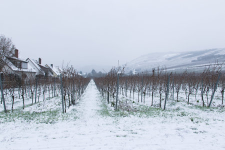 Winter vineyard tree with snow covered countryside. European winter landscape.の写真素材