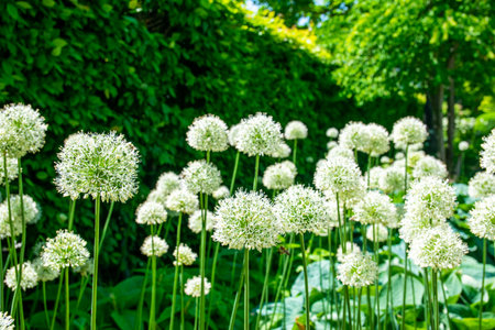 High summer white flowers on the sunny day in green grass park. Natural background.の写真素材